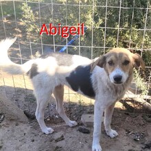ABIGEIL, Hund, Mischlingshund in Bulgarien - Bild 1