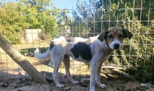 ABIGEIL, Hund, Mischlingshund in Bulgarien - Bild 2