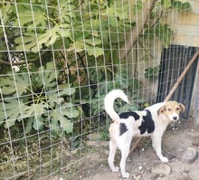 ABIGEIL, Hund, Mischlingshund in Bulgarien - Bild 3