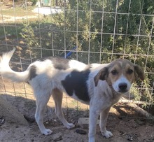 ABIGEIL, Hund, Mischlingshund in Bulgarien - Bild 4