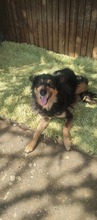 NIKOL, Hund, Mischlingshund in Bulgarien - Bild 2