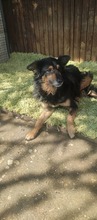 NIKOL, Hund, Mischlingshund in Bulgarien - Bild 7