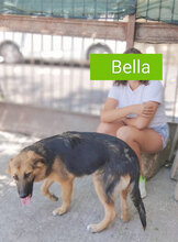 BELLA, Hund, Deutscher Schäferhund-Mix in Italien - Bild 8