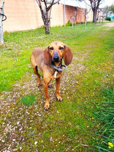ANASTASIA, Hund, Segugio Italiano in Bielefeld - Bild 11