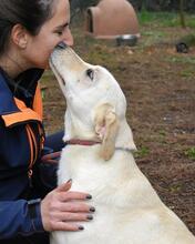 HUGHIE, Hund, Labrador-Mix in Italien - Bild 1