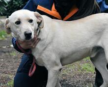 HUGHIE, Hund, Labrador-Mix in Italien - Bild 3