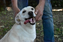 HUGHIE, Hund, Labrador-Mix in Italien - Bild 5