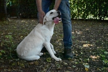 HUGHIE, Hund, Labrador-Mix in Italien - Bild 7