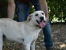 HUGHIE, Hund, Labrador-Mix in Italien - Bild 8