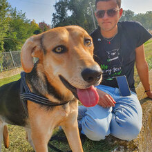 AVA, Hund, Deutscher Schäferhund-Mix in Italien - Bild 2