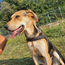 AVA, Hund, Deutscher Schäferhund-Mix in Italien - Bild 5