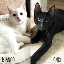 BIANCO, Katze, Europäisch Kurzhaar in Rumänien - Bild 2