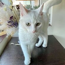 BIANCO, Katze, Europäisch Kurzhaar in Rumänien - Bild 3