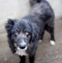 SKIP, Hund, Mischlingshund in Rumänien - Bild 1