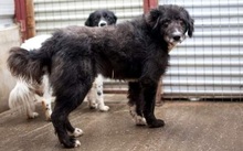 SKIP, Hund, Mischlingshund in Rumänien - Bild 3
