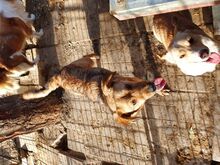 PITI, Hund, Mischlingshund in Rumänien - Bild 3