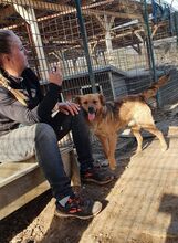 PITI, Hund, Mischlingshund in Rumänien - Bild 4