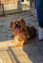PITI, Hund, Mischlingshund in Rumänien - Bild 6