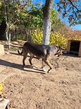 MECHO, Hund, Mischlingshund in Bulgarien - Bild 2