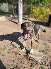 MECHO, Hund, Mischlingshund in Bulgarien - Bild 5