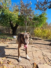 MECHO, Hund, Mischlingshund in Bulgarien - Bild 6