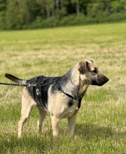 RAJA, Hund, Mischlingshund in Polsingen - Bild 1