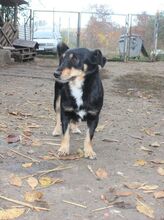 PANKA, Hund, Mischlingshund in Ungarn - Bild 2