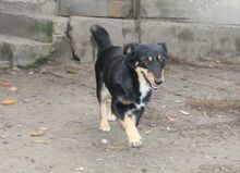 PANKA, Hund, Mischlingshund in Ungarn - Bild 3