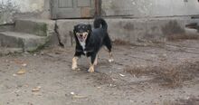 PANKA, Hund, Mischlingshund in Ungarn - Bild 4