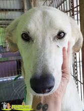 CHURRETE, Hund, Galgo Español-Mix in Spanien - Bild 1