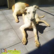 CHURRETE, Hund, Galgo Español-Mix in Spanien - Bild 4