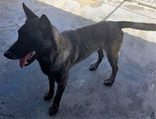 BRANDO, Hund, Malinois-Mix in Spanien - Bild 3