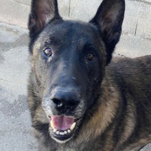 BRANDO, Hund, Malinois-Mix in Spanien - Bild 5