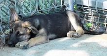 ZAZIE, Hund, Mischlingshund in Rumänien - Bild 4