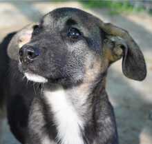 ZAZIE, Hund, Mischlingshund in Rumänien - Bild 6