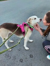 BANDIT, Hund, Mischlingshund in Rumänien - Bild 14