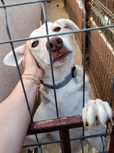BANDIT, Hund, Mischlingshund in Rumänien - Bild 4