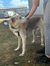 BANDIT, Hund, Mischlingshund in Rumänien - Bild 6