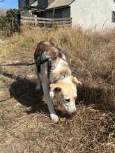 BANDIT, Hund, Mischlingshund in Rumänien - Bild 7