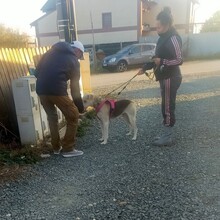BANDIT, Hund, Mischlingshund in Rumänien - Bild 8