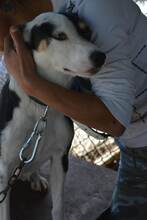 MAMA, Hund, Mischlingshund in Bulgarien - Bild 3