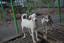 FUNNYBRAUNEOHREN, Hund, Mischlingshund in Bulgarien - Bild 2