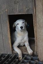FRANKLIN, Hund, Mischlingshund in Bulgarien - Bild 2