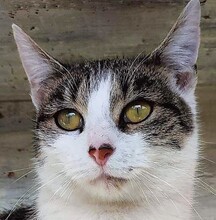 OLIVIA, Katze, Hauskatze in Ungarn - Bild 1