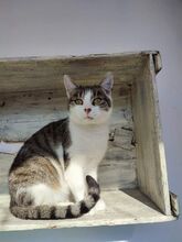 OLIVIA, Katze, Hauskatze in Ungarn - Bild 3