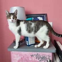 OLIVIA, Katze, Hauskatze in Ungarn - Bild 4