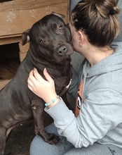 FRITZI, Hund, Staffordshire Bull Terrier in Kroatien - Bild 10