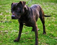 FRITZI, Hund, Staffordshire Bull Terrier in Kroatien - Bild 13