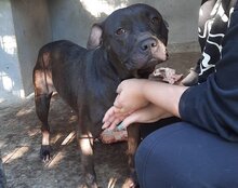 FRITZI, Hund, Staffordshire Bull Terrier in Kroatien - Bild 3