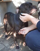 FRITZI, Hund, Staffordshire Bull Terrier in Kroatien - Bild 6